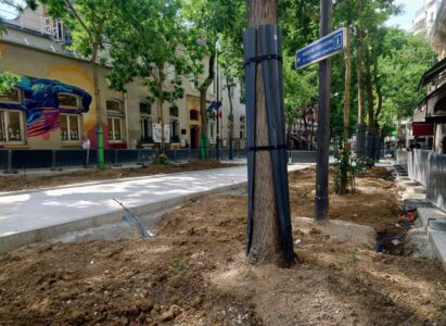 arbres en ville dans une fosse continue