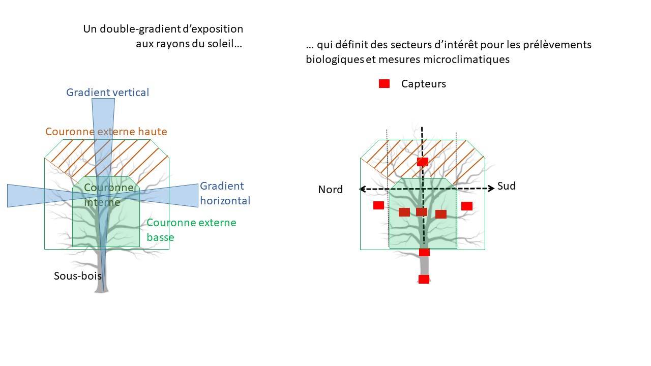 schéma montrant le positionnement des capteurs dans la canopée