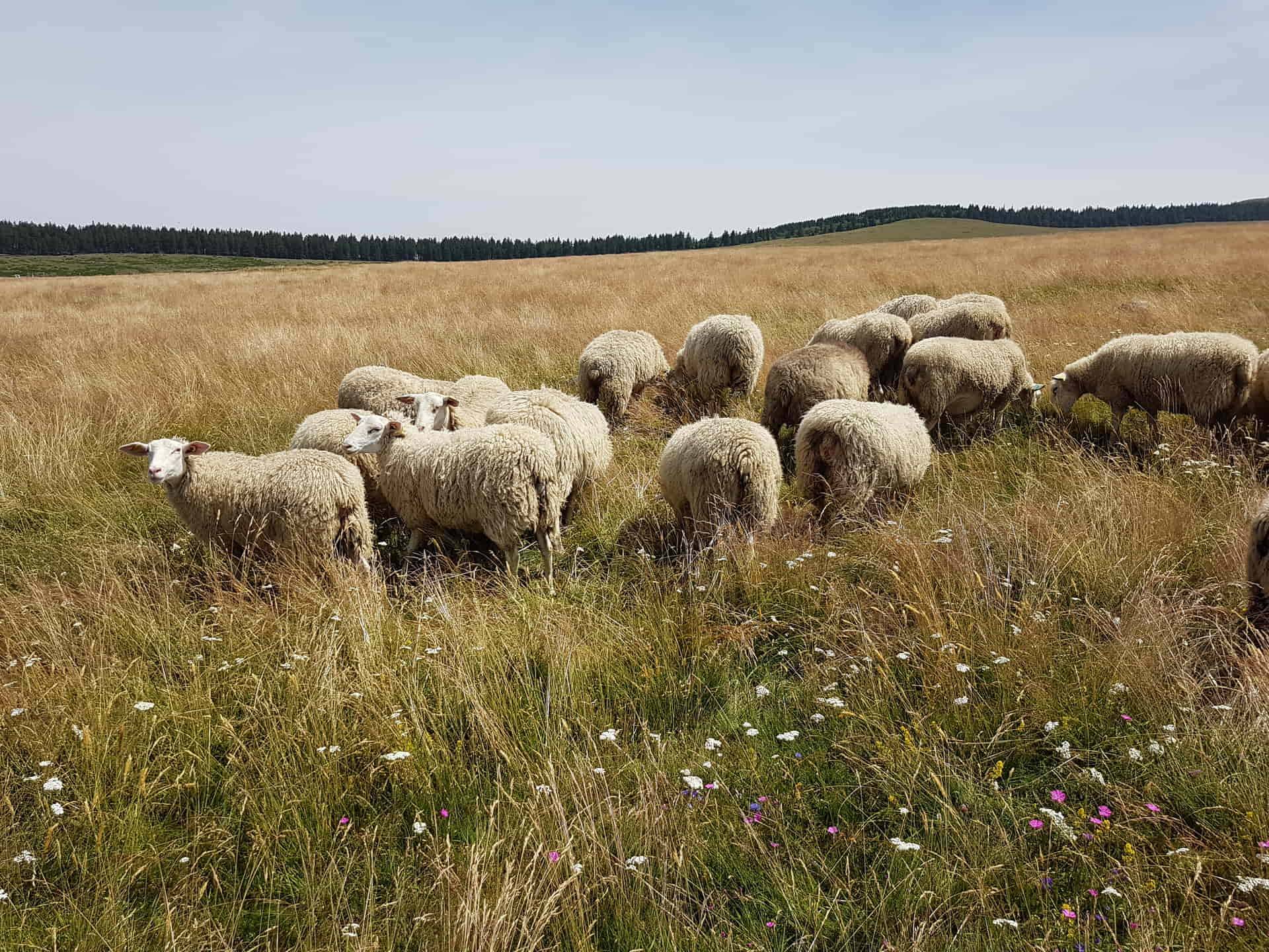 Les prairies diversifiées sont potentiellement capables de mieux résister aux sécheresses et de mieux exploiter les pluies d’automne que des prairies pauvres en espèces © Frédéric Joly - INRAE