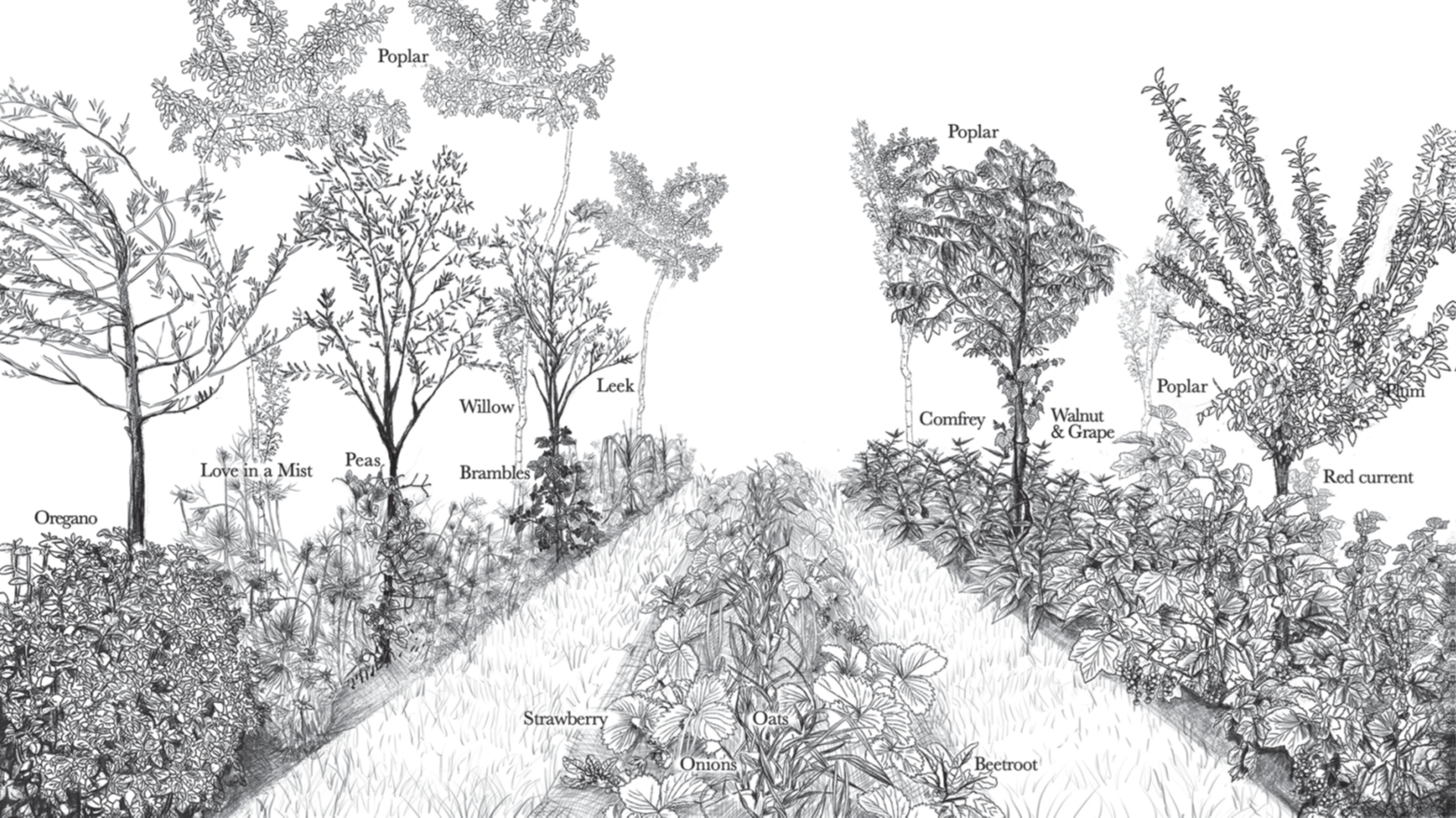 schéma d'un système agroforestier diversifié @Dutt et Jacobi