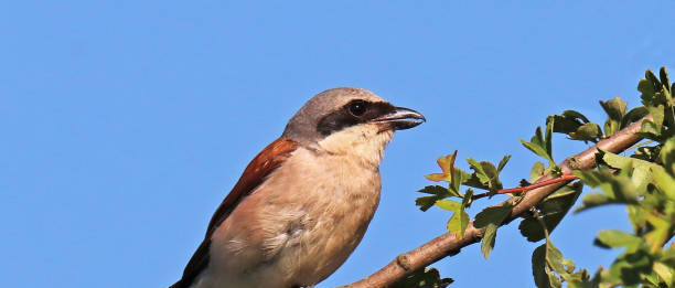 La pie-grièche écorcheur (Lanius collurio), une des espèces cibles du projet ADORE © Stéphane Etienne - Pixabay