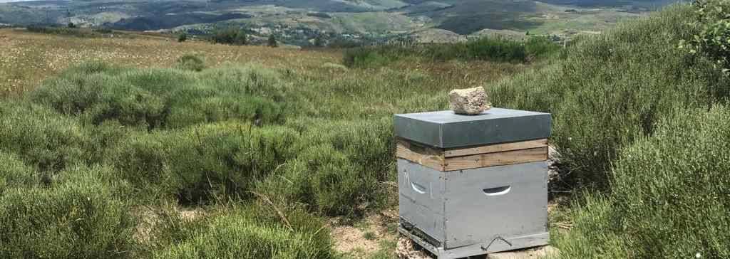 Les abeilles de cette ruche butinent les ressources florales de paysages façonnés par l'élevage pastoral (Mont Lozère, Parc National des Cévennes) © Cécile Barnaud