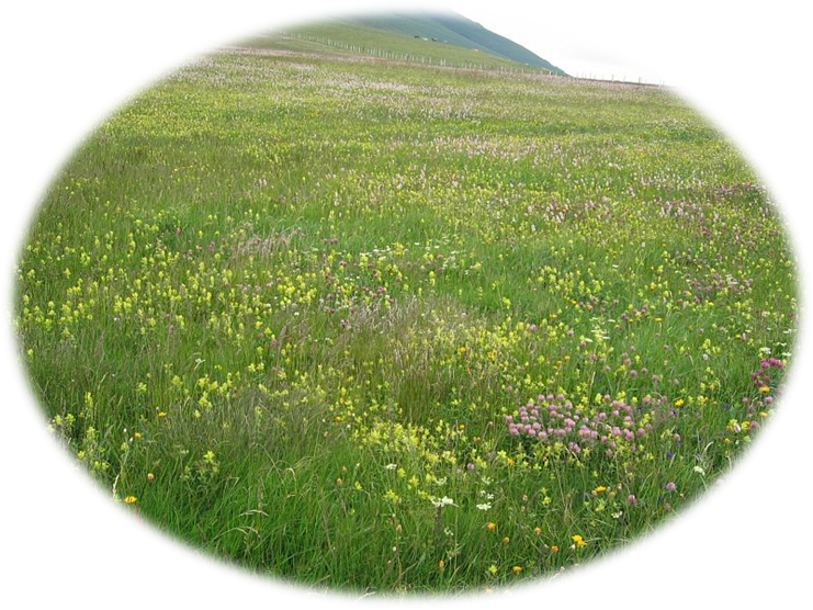 prairie fleurie du massif central @Toillon Sylvie prairie fleurie du massif central @Toillon Sylvie