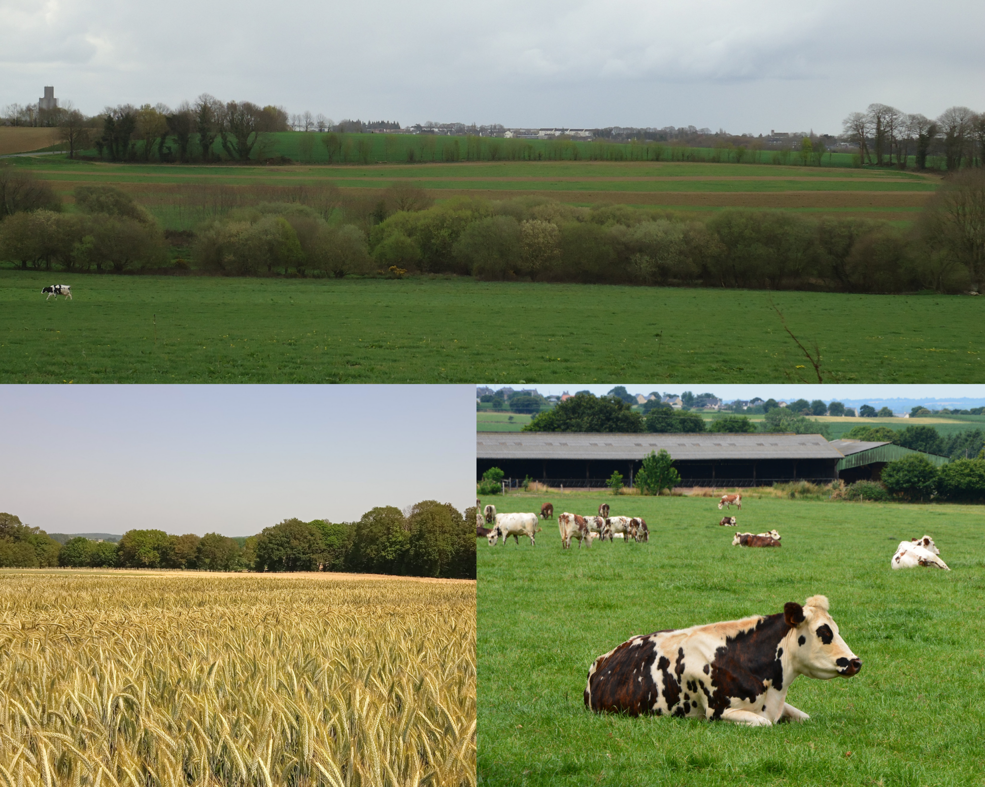 Diversité des couverts agricoles en systèmes de polyculture-élevage et haies bocagères à différentes échelles