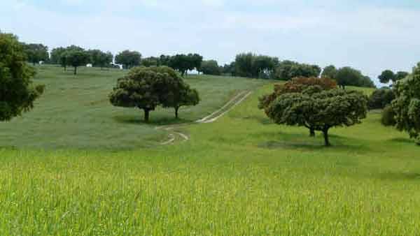 photo champ avec des arbres © INRAE