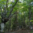 forêt dans la Réserve Intégrale du Ventoux@Pilar Fernandez