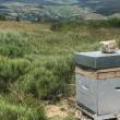 Les abeilles de cette ruche butinent les ressources florales de paysages façonnés par l'élevage pastoral (Mont Lozère, Parc National des Cévennes) © Cécile Barnaud