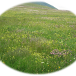 prairie fleurie du massif central @Toillon Sylvie