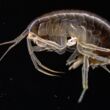 Gammarus fossarum - "crevette" d'eau douce utilisée en biosurveillance @N. Delorme