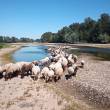 moutons paturant en bord de Loire @:C. Chapelier