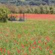 © Sylvie Vanpeene - champ avec coquelicots