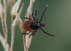 Ixodes ricinus sur épi @bernard Chauvet