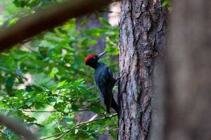 Photo d'oiseau © wal_172619 - Pixabay
