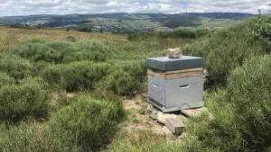 Les abeilles de cette ruche butinent les ressources florales de paysages façonnés par l'élevage pastoral (Mont Lozère, Parc National des Cévennes) © Cécile Barnaud