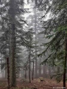 Photo BIOFORDIV © Boivin