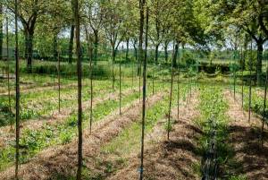 Photo METAGROFORESTRY © INRAE