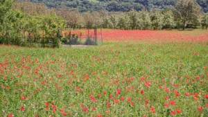 © Sylvie Vanpeene - champ avec coquelicots