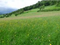 Prairies permanentes dans le Parc National des Pyrénées © Gérard Balent