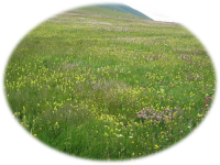 prairie fleurie du massif central @Toillon Sylvie prairie fleurie du massif central @Toillon Sylvie